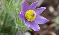 Kubjelle pulsatilla vulgaris2 edited 1