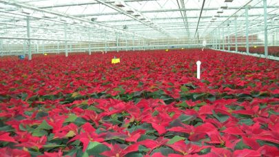 Horpestad 6 nov 08 9