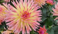 Dahlia