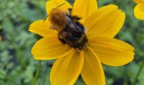 Pollinerenede insekter
