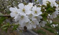 Morellblomstring