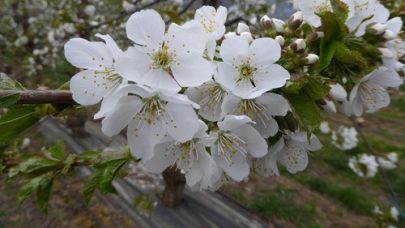 Morellblomstring