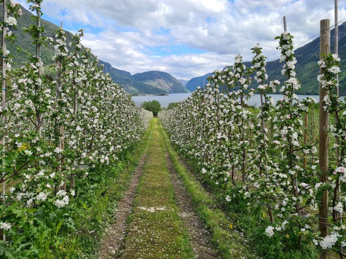 Fruktblomstring Gravenstein Nornes