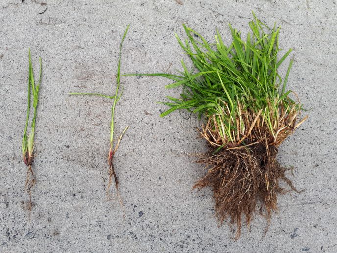 Gras roter 5