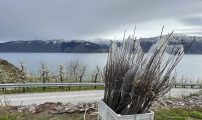 IMG 1120
