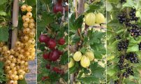 Ribes