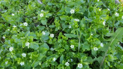 Vassarve i blomst Marit