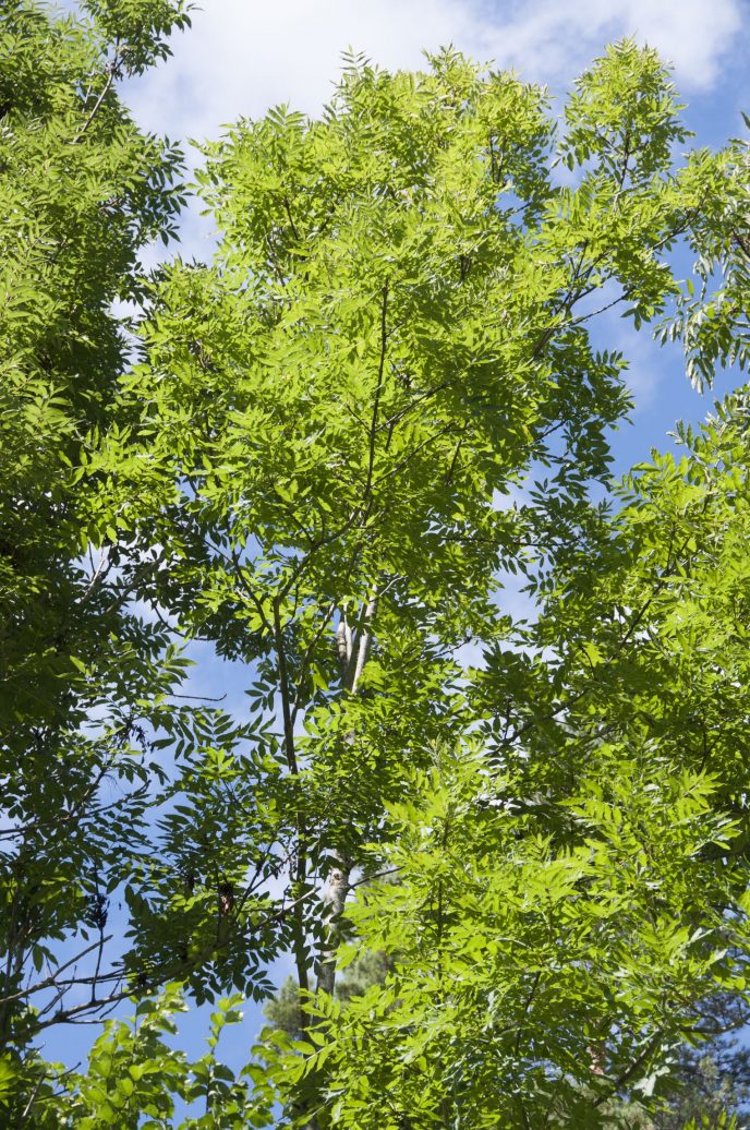 2 Et friskt og frodig asketre Foto Volkmar Timmermann NIBIO 20130815 TIV 0466