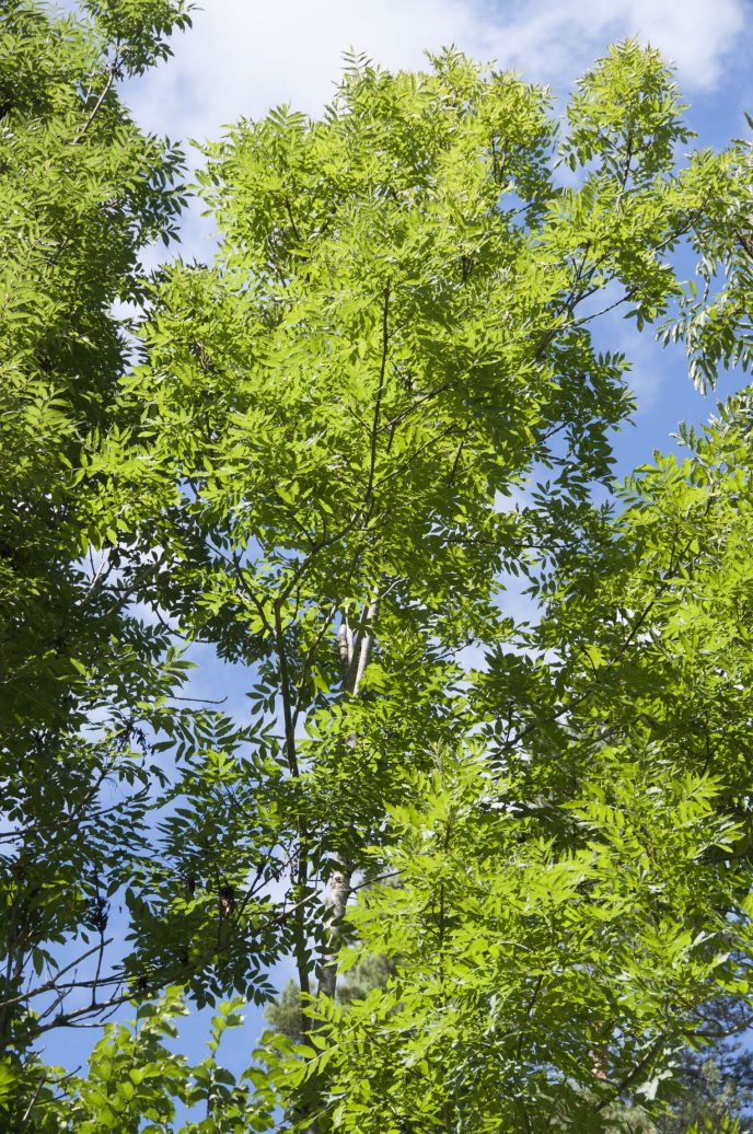 2 Et friskt og frodig asketre Foto Volkmar Timmermann NIBIO 20130815 TIV 0466