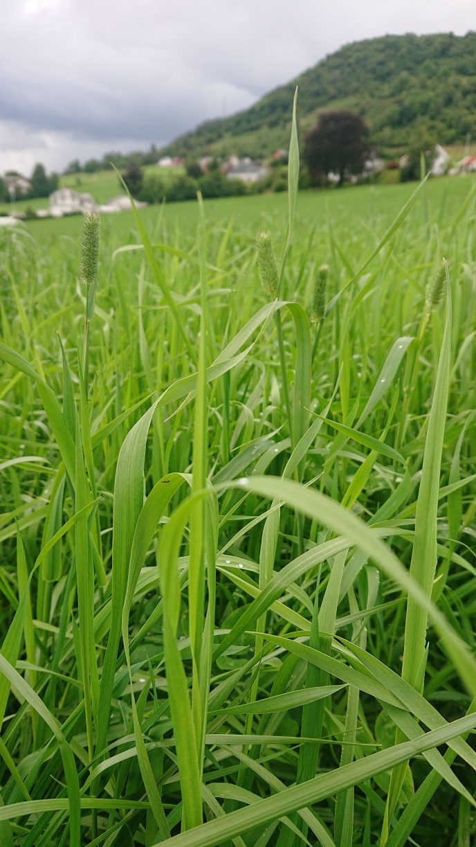 Andreslatt pa Tveito i Rosendal snart klar for hausting nar det vert ver og foreforhold til det