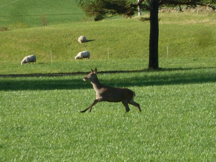 Hjort i gallopp mens sauene koser seg pa beite i haustsolen P1340891