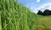 Gras under slatt