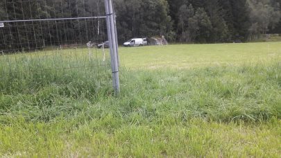 Hjortebeite 2019 08 09 Norddalen
