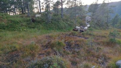 OS sauer i fjellet