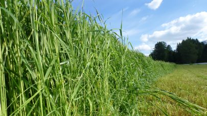 Gras under slatt