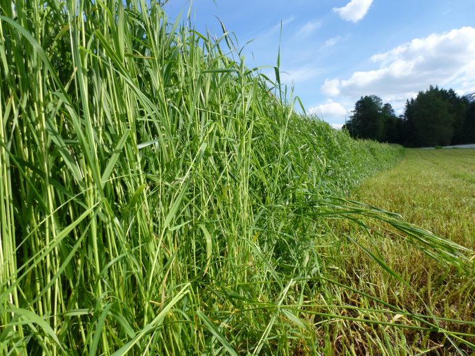 Gras under slatt